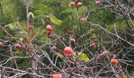 青草青草视频,探寻自然之美与生命力量